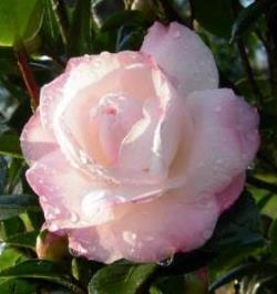 October Magic® Dawn™ Camellia, Camellia sasanqua 'Green 99-012'